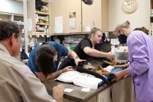 Dying dog, med team work on Noble