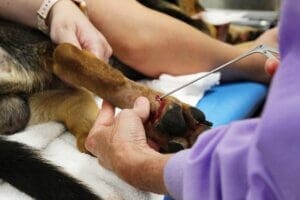 vet inserting long forcep into back paw just above the pad