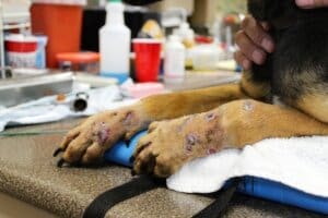 Dying dog, top Noble's front paws riddled with foxtail wounds