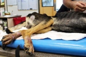 Dying dog, Noble's skeletal hind quarters