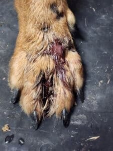 Dying dog, Noble infected front feet from foxtails