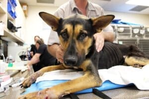 Dying dog, Noble looking strainght at camera from vet table, his ribs showing