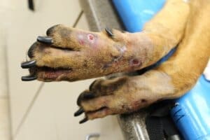 Dying dog, Noble's swollen , infected front paws