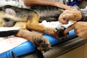 Noble, vet flushing wounds with chlorhexidine and it's comin out other holes in the foot