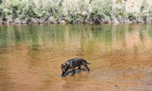 Onyx wading in lake at Greenhorn Park