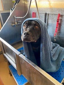 New family, Onyx in Tub getting ready for his special day