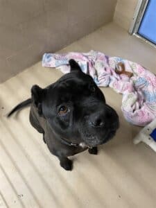 New family, Onyx sitting looking up in kennel at Adoption Center