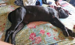 New family, Onyx stretched out on King bed