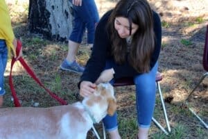 Dog socialization training camp_dogs and kids mingling with audience