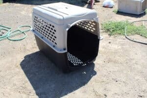 Abandoned puppies, empty crate where they were held