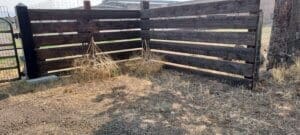 Abandoned puppies, Outside Sanctuary gate where the puppies were dumped