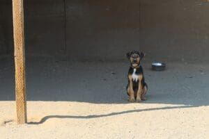 Dog house, Puppy sitting yard at Rescue Ranch Sanctuary