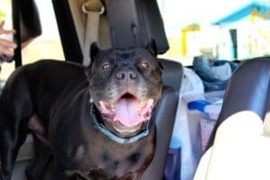 Right home, Onyx Back in the car ready to go home, Big smile CU