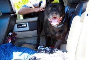 Right home, Onyx Back in the car ready to go home, Big smile WS