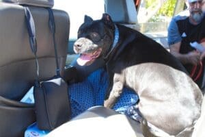 Right home, Onyx Back in the car, sitting ready to go home