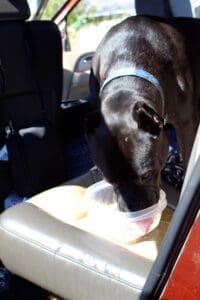 Right home, Onyx getting a quick dring of water in the back seat