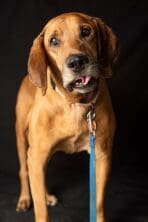 Volunteer opportunities_Tucker Full by Bill Chesney_Available