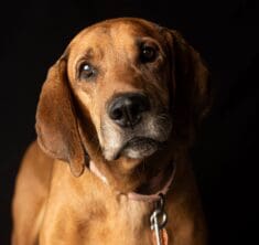 Volunteer opportunities_Tucker by Bill Chesney_Available