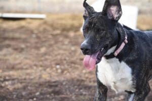 Brindle pittie mix