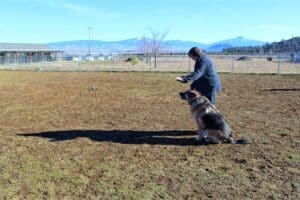 Java_demonstrating sit_ stay and come at _Socialization_Class_1