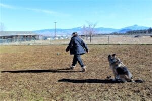 Java_demonstrating sit_ stay and come at _Socialization_Class_1