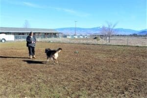 Java_demonstrating sit_ stay and come at _Socialization_Class_1