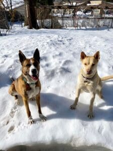 Perfect matches, Larry and Wally sitting on snow