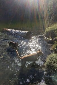 Perfect matches, Larry and Wallywading in water in the sun rays