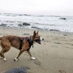 Larry waking on wet beach