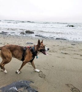 Larry waking on wet beach