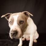 Pit Bull Awareness Month, Andie face leaning forward by Bill Chesney