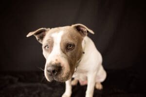 Pit Bull Awareness Month, Andie face leaning forward by Bill Chesney