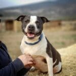 Pit Bull Awareness Month, Bella sitting enjoying a chest rub