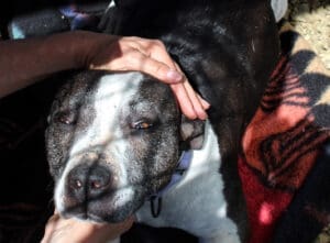 Pit Bull Awareness Month, Bella with Ali hand petting her