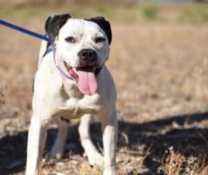 Pit Bull Awareness Month, Ella on leash