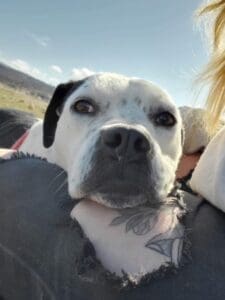 Pit Bull Awareness Month, Ella pearing over handler's shoulder in a hug