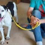 Pit Bull Awareness Month, Ella with Ali in office