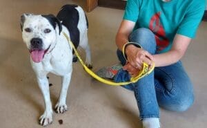 Pit Bull Awareness Month, Ella with Ali in office