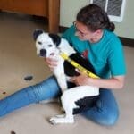 Pit Bull Awareness Month, Ella on Ali's Lap on office floor