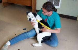 Pit Bull Awareness Month, Ella on Ali's Lap on office floor