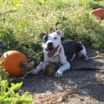 Pit Bull Awareness Month, Ramona In the pumpkin Patch