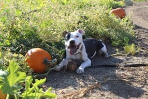 Pit Bull Awareness Month, Ramona In the pumpkin Patch