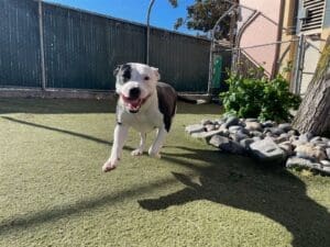 Pit Bull Awareness Month, Ramona running toward camera