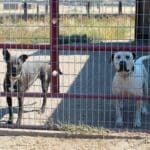 Pit Bull Awareness Month_Rodeo and Lydia