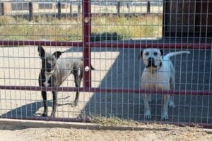 Pit Bull Awareness Month_Rodeo and Lydia