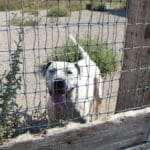 Pit Bull Awareness Month, Rodeo behind yard fencing