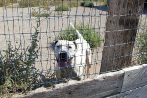 Pit Bull Awareness Month, Rodeo behind yard fencing