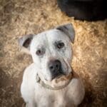 Pit Bull Awareness Month, Rodeo portrait by Austin Browder