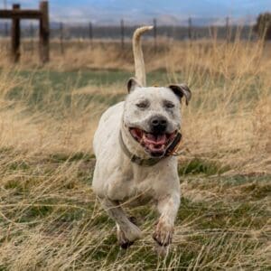 Pit Bull Awareness Month, Rodeo running toward camera by Austin Browder