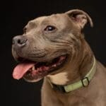 Pit Bull Awareness Month, Yoki Smile by Bill Chesney